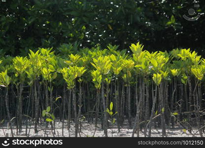 young mangrove trees are planted to prevent coastal erosion