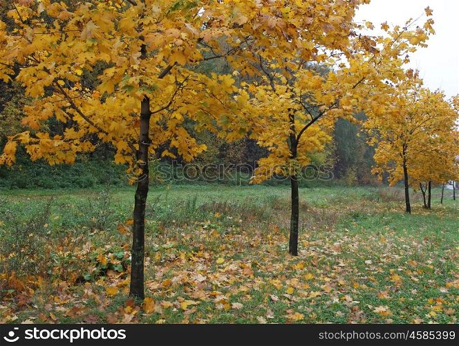 Young maple trees standing in the alley, autumn landscape.
