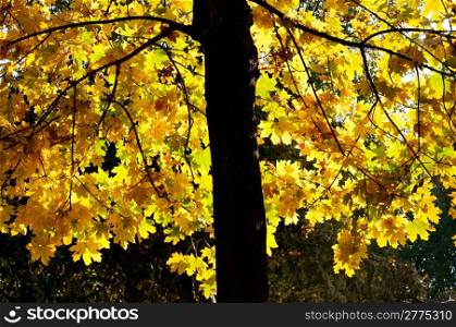 Young maple with gold autumn foliage