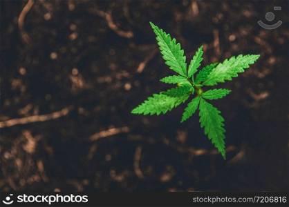 Young Marijuana on dark brown ground background with leaves cannabis. Outdoor cultivation. Medical herb plant and drug medicine concept. Growing plant in nature theme. Pharmacy and botany