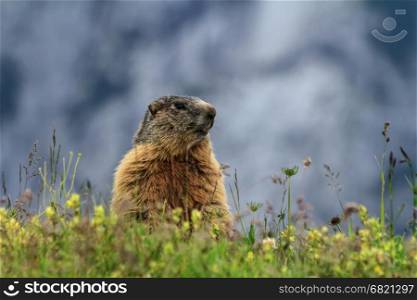 young marmot stands between grass, Trentino, Italy