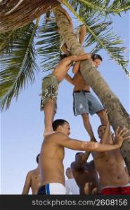 Young men climbing palm tree