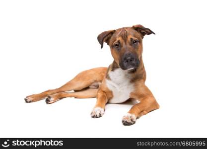 young mixed breed dog. young mixed breed dog in front of a white background