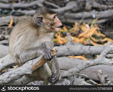 Young monkey macaques sitting on dried tree branch
