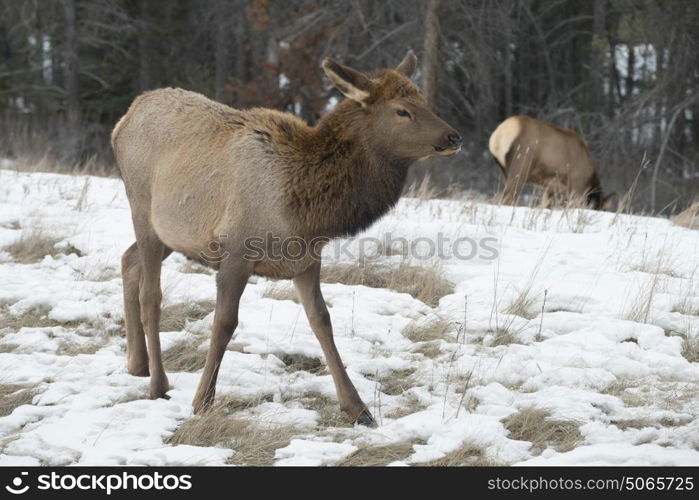 Young moose grazing in snow covered field, Jasper, Jasper National Park, Alberta, Canada