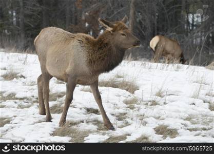 Young moose grazing in snow covered field, Jasper, Jasper National Park, Alberta, Canada