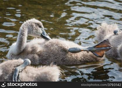 Young mute swan cygnet