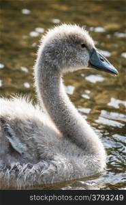 Young mute swan cygnet