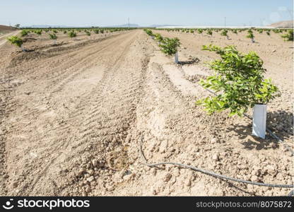 Young new planted orange trees