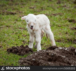 Young newly born lamb in meadow in Wales