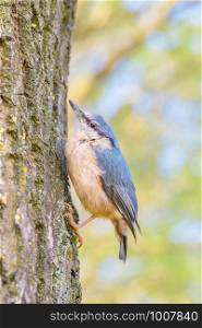 Young nuthatch climbs vertical at oak tree trunk in forest