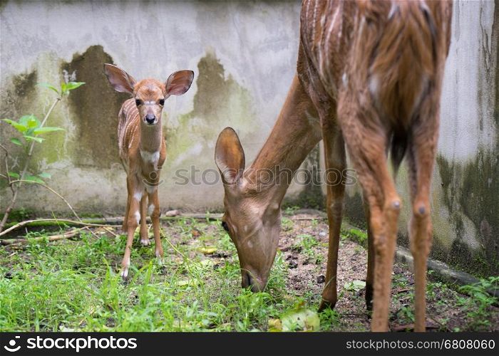 young nyala and mother in captivity