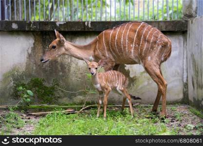 young nyala and mother in captivity