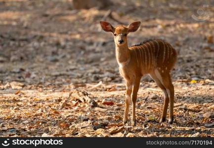 young nyala standing alone and watching someting