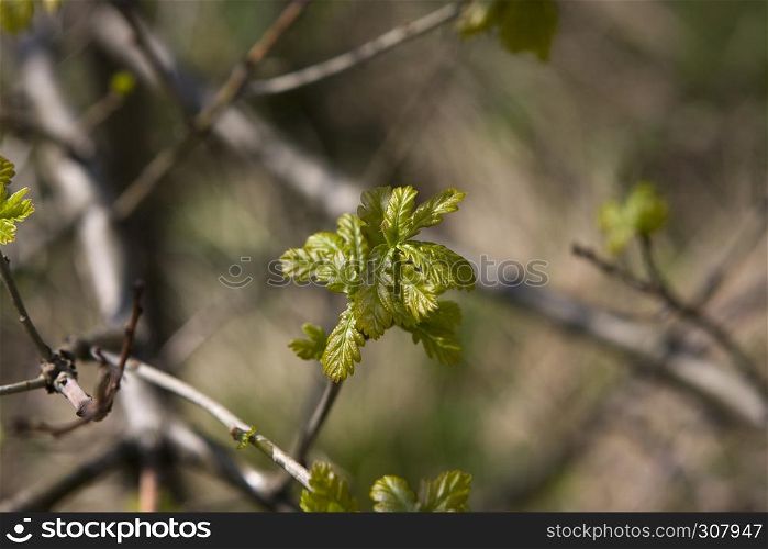 young oak leaves in the spring