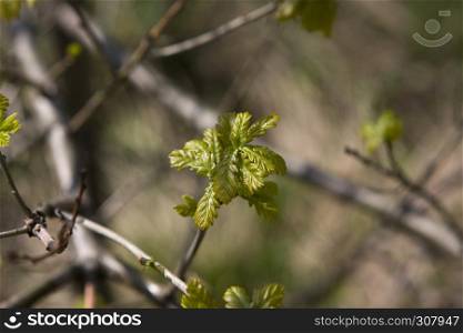 young oak leaves in the spring