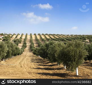 Young olive trees. Newly planted trees in the plantation