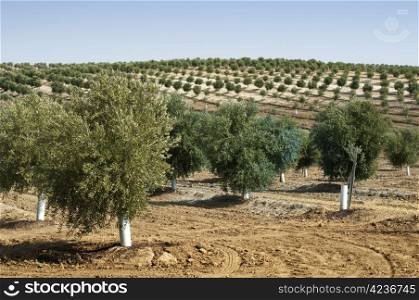 Young olive trees. Newly planted trees in the plantation