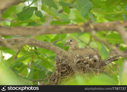 Young one dove Streptopelia decaocto in nest