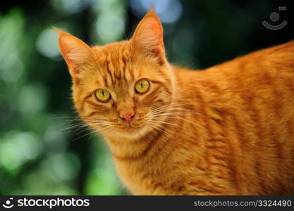 Young Orange Cat. Close-up of Orange tiger striped Cat looking straight into the camera