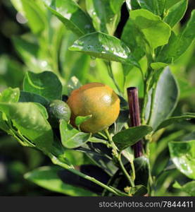 young oranges on the orange tree