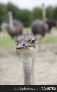 Young Ostrich on a farm