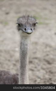 Young Ostrich on a farm