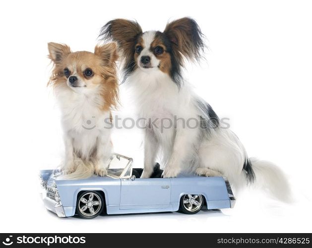 young papillon and chihuahua in front of white background