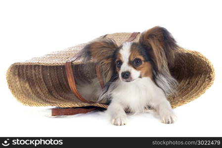 young papillon in front of white background