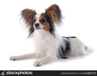 young papillon in front of white background