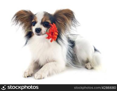 young papillon in front of white background