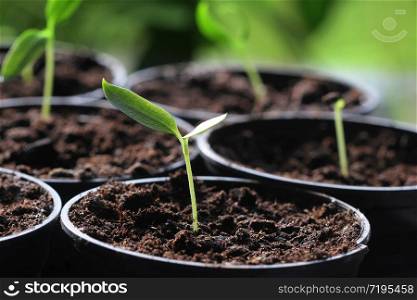 Young paprika seedling sprouts in the pots. Gardening concept.. Young paprika seedling sprouts in the pots. Gardening concept