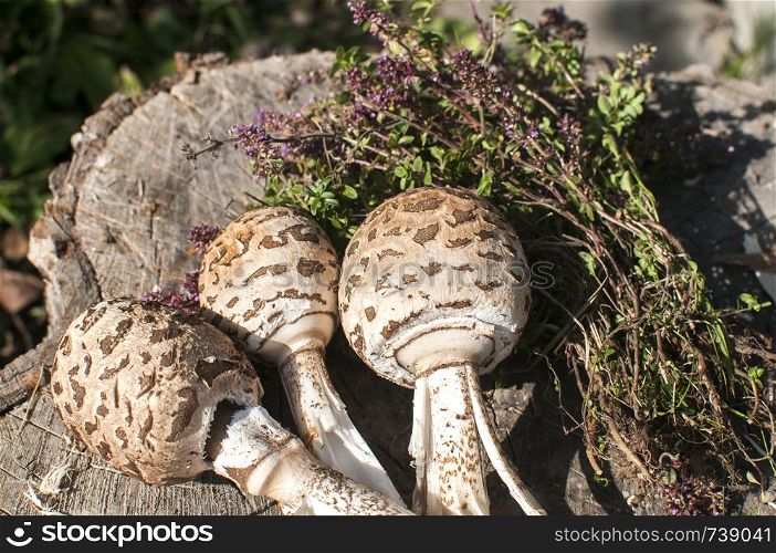Young parasol mushrooms and wild herbs on old wooden stump