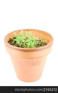 young parsley plant on a terra cotta pot isolated on white background