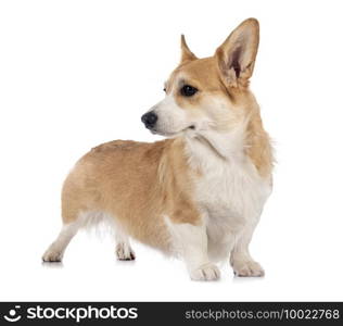 young Pembroke Welsh Corgi in front of white background