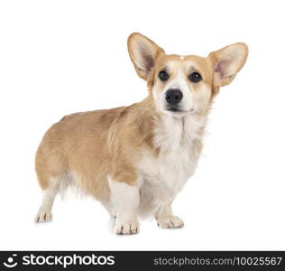 young Pembroke Welsh Corgi in front of white background