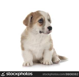 young Pembroke Welsh Corgi in front of white background