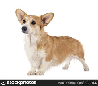 young Pembroke Welsh Corgi in front of white background