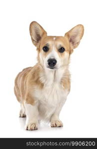 young Pembroke Welsh Corgi in front of white background