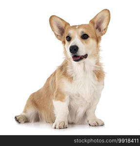 young Pembroke Welsh Corgi in front of white background