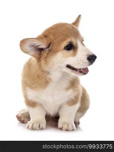 young Pembroke Welsh Corgi in front of white background