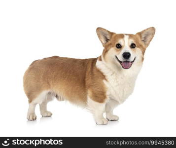 young Pembroke Welsh Corgi in front of white background