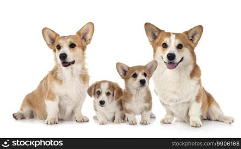 young Pembroke Welsh Corgie in front of white background