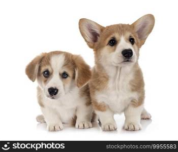 young Pembroke Welsh Corgis in front of white background