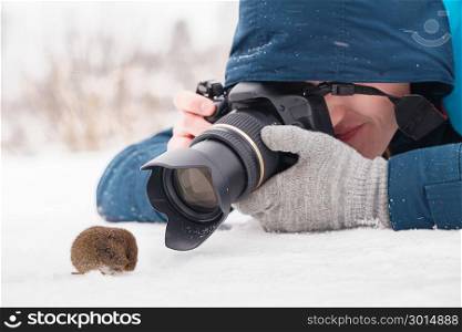 Young photographer taking macro photos of a wood mouse (Apodemus sylvaticus) on snow, close-up