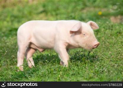 Young pig on a spring green grass