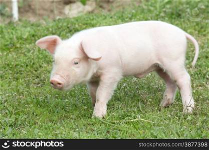 Young pig on a spring green grass&#xA;&#xA;