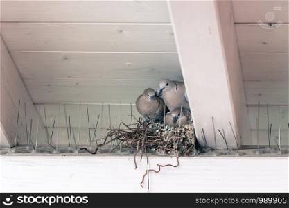 Young pigeon birds and mother are sitting in a bird nest