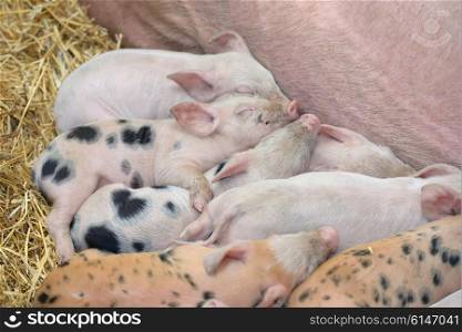 young piglet sleep on hay at farm