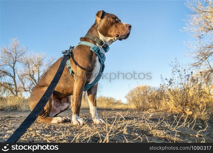 Young pit bull terrier dog in no pull harness sitting during outdoor walk